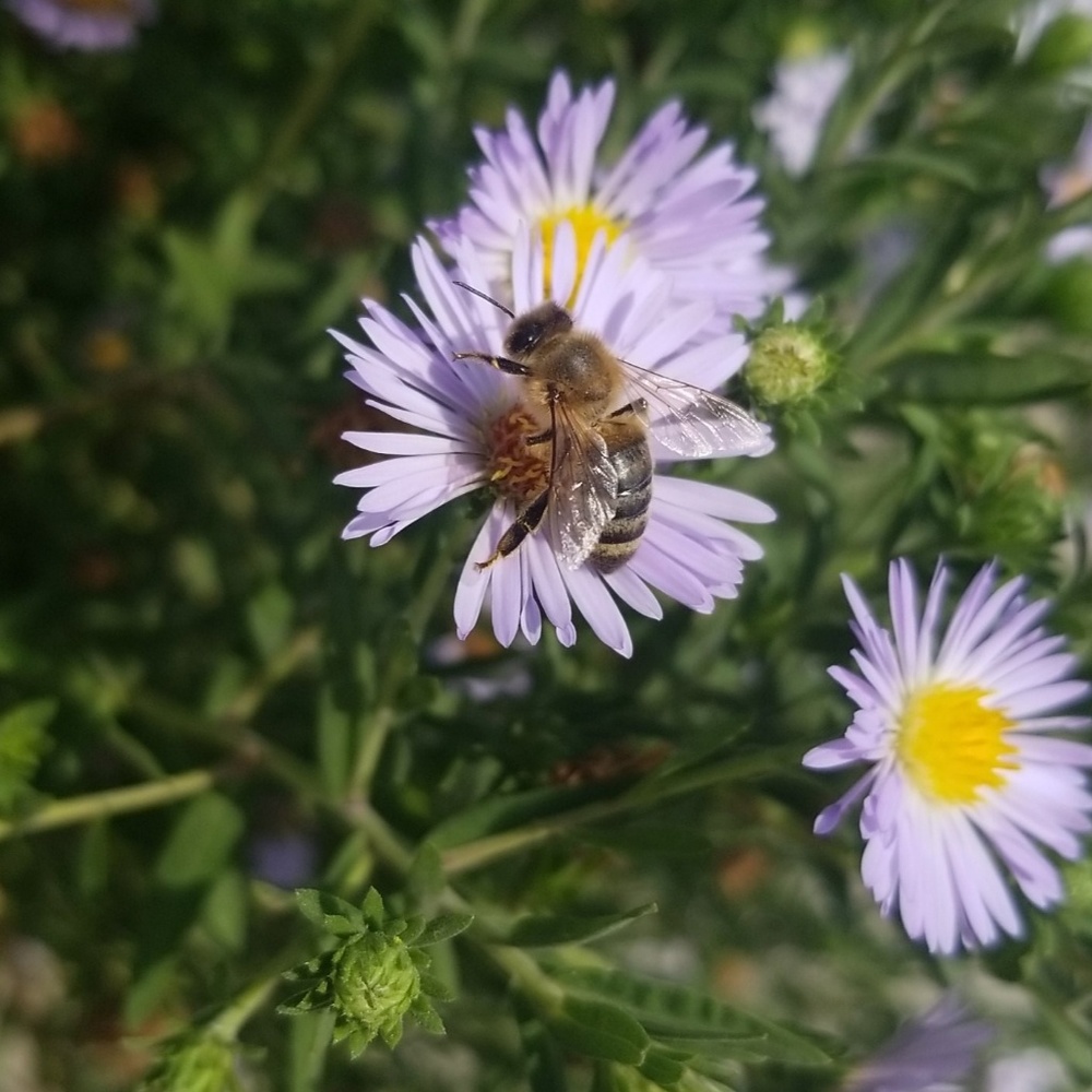 Meet your Posher, Sage